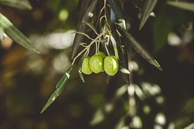 Close-up of fruit growing on plant