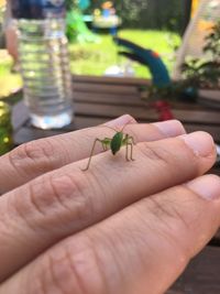 Close-up of hand holding grasshopper