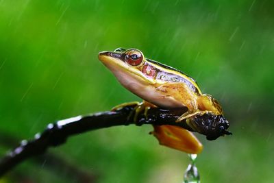 Close-up of frog on leaf