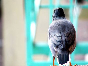 Rear view of bird perching