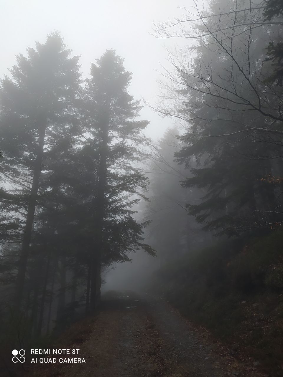 VIEW OF TREES IN FOREST