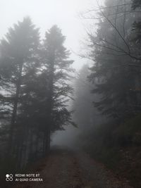 Trees in forest during foggy weather