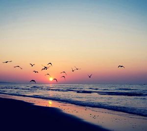 Flock of birds flying over sea