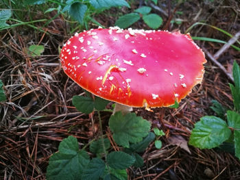 Close-up of fly agaric mushroom on field