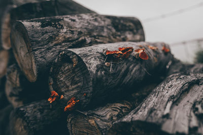 Close-up of caterpillar on tree stump