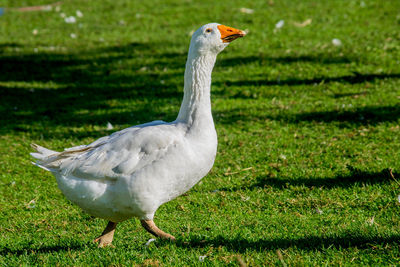 White duck on field