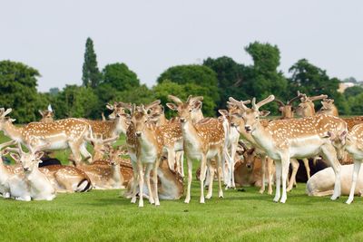 Deer relaxing on grassy field during sunny day