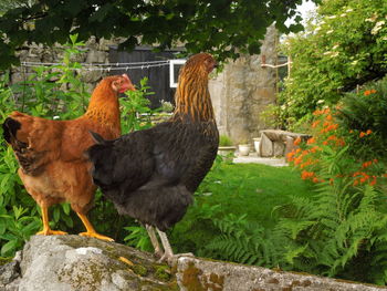View of a bird against plants