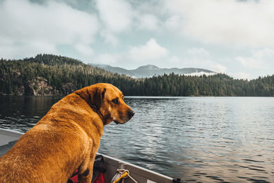 Dog looking at lake against sky