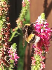 Close-up of bee pollinating on pink flower