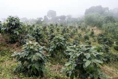 Trees on field during foggy weather