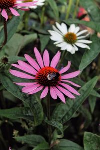 High angle view of pink flower