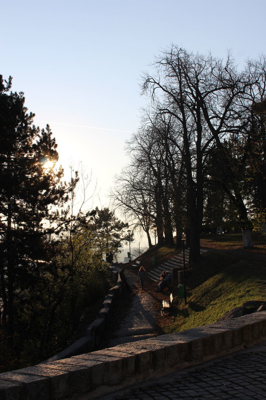 tree, steps, no people, nature, outdoors, sky, clear sky, day, beauty in nature