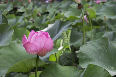 Close-up of water lotus lily