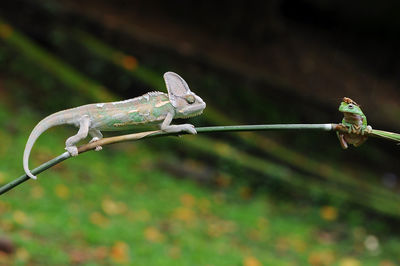Close-up of lizard