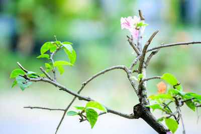 Close-up of flowering plant