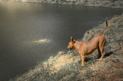 High angle view of dog on lake