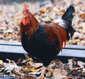 Close-up of rooster