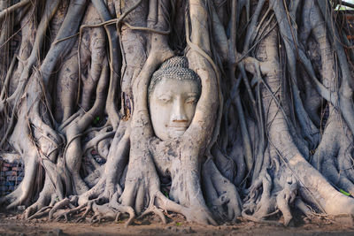 View of buddha statue in forest