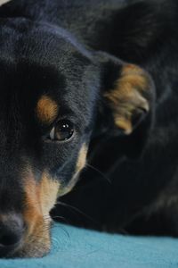 Close-up of black dog
