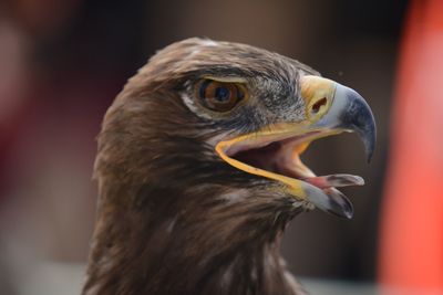 Close-up of eagle looking away