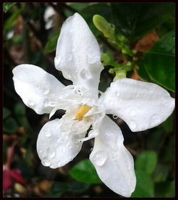 Close-up of water drops on flower