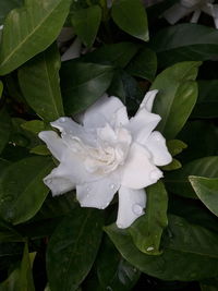 Close-up of wet white flowering plant