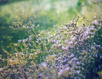 Close-up of flowers growing on tree