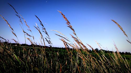 Crops growing on field against clear blue sky