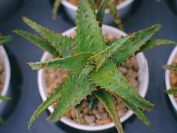 Close-up of succulent plant