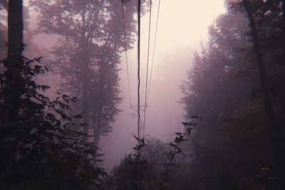 Scenic view of forest against sky