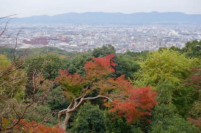 Scenic view of trees in city against sky