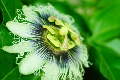 Close-up of green leaf on plant