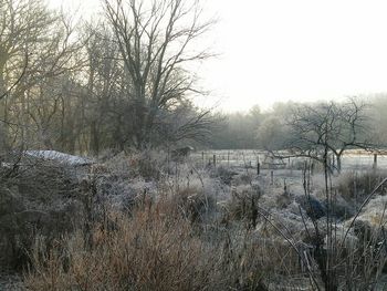 Bare trees on field