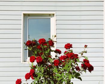 Flowers on window of building