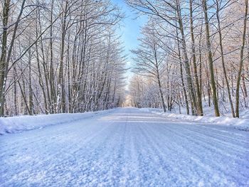 Bare trees on snow covered landscape