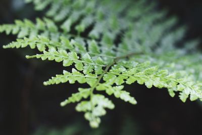 Close-up of leaves