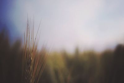 Close-up of wheat growing on field against sky