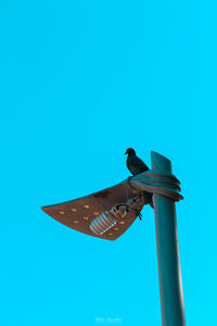 Low angle view of bird perching on pole against clear blue sky