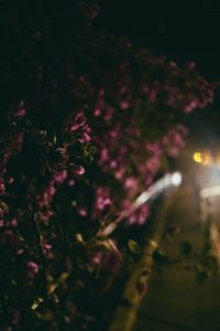 Close-up of flowering plant by tree at night