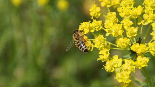 Close-up of bee pollinating on yellow flower