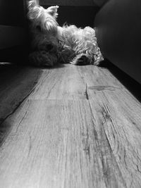 Dog lying on wooden floor