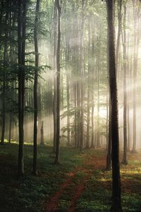 Golden sun light with beams and shadows in the forest in transylvania,romania.	