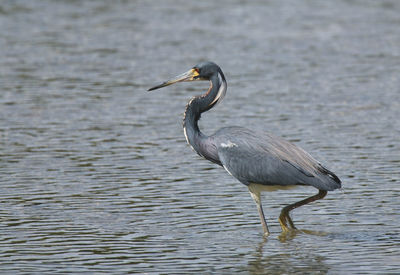 Side view of a bird