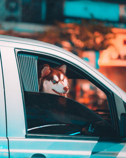 Portrait of the dog looking through window