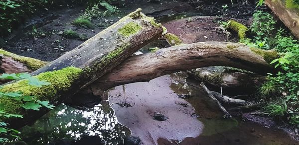 Close-up of wet tree trunk in forest