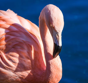 Close-up of swan