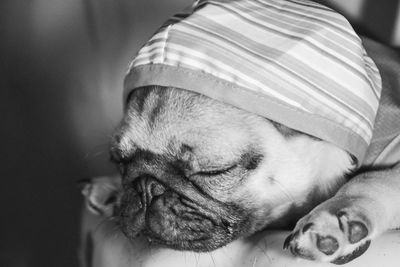 Close-up of pug sleeping on bed