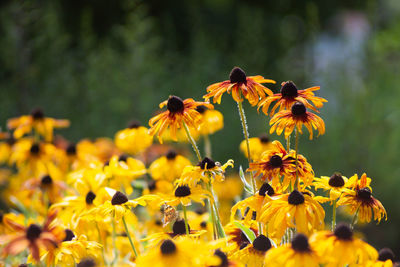 Close-up of yellow flowering plant on field