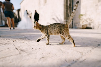 Cat walking on footpath